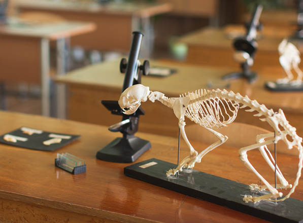 Microscope and animal skeleton on the table. 