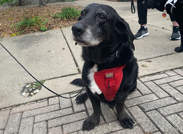 Amelia the therapy dog awaits more attention from employees. 