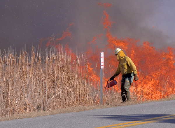 Fireman with torch doing a controlled burn on dry grass next to a road.