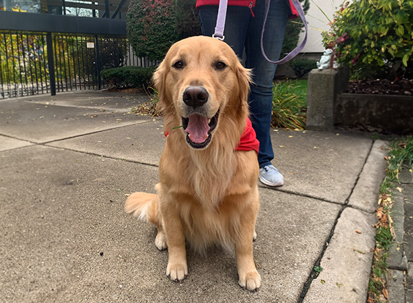 Maui the therapy dog was happy to get belly-rubs from everyone.  
