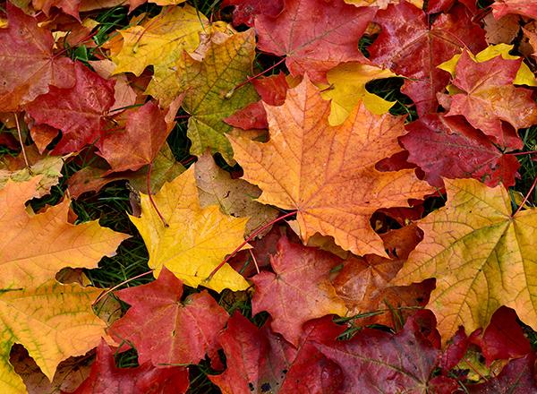 Colorful fall leaves