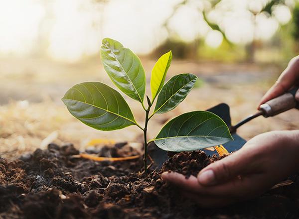 Planting a sapling in dirt.
