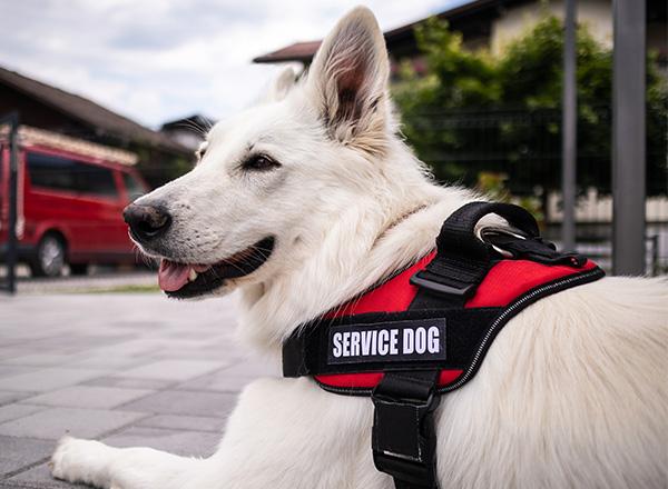 An all white service dog wearing a harness and lying on the ground.