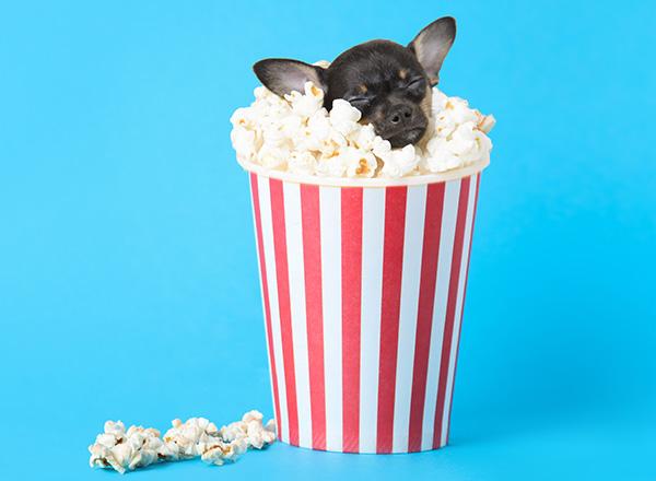 Puppy sleeping in a container of popcorn.