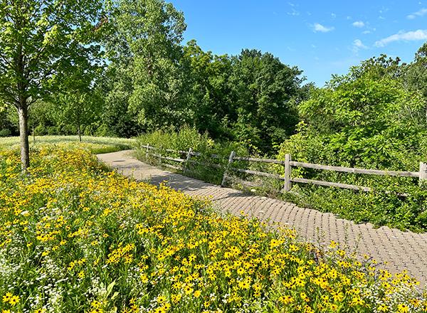 Photo of HFC campus and the native plants around Kingfisher Bluff.