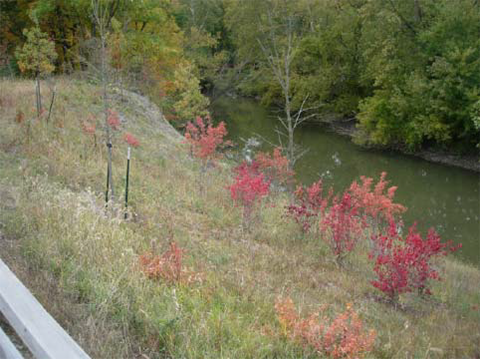 Current Kingfisher Bluff with Foliage